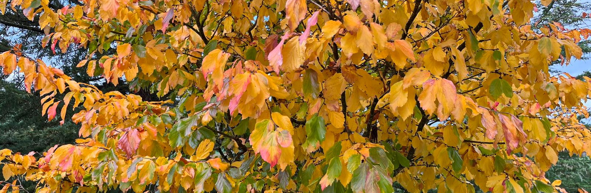 pronsfeldherbst1900